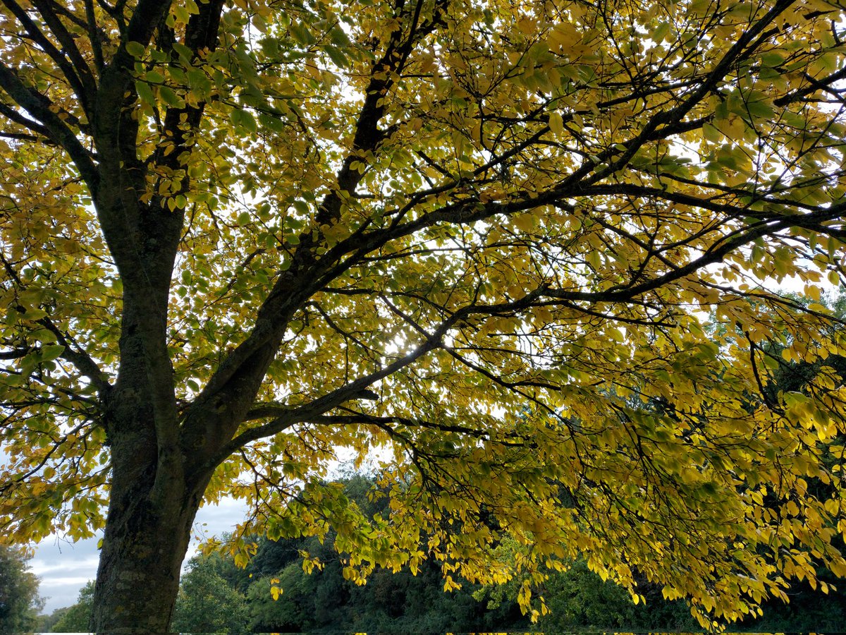 Autumn's gold 🍂💛🍂

#trees #autumncolours #autumntrees #AutumnLeafWatch #twitterNatureCommunity