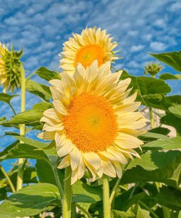 Pela11526950's tweet photo. The weather is wonderful today, and the sea of sunflowers is so beautiful. https://t.co/DYuAe0JB8M