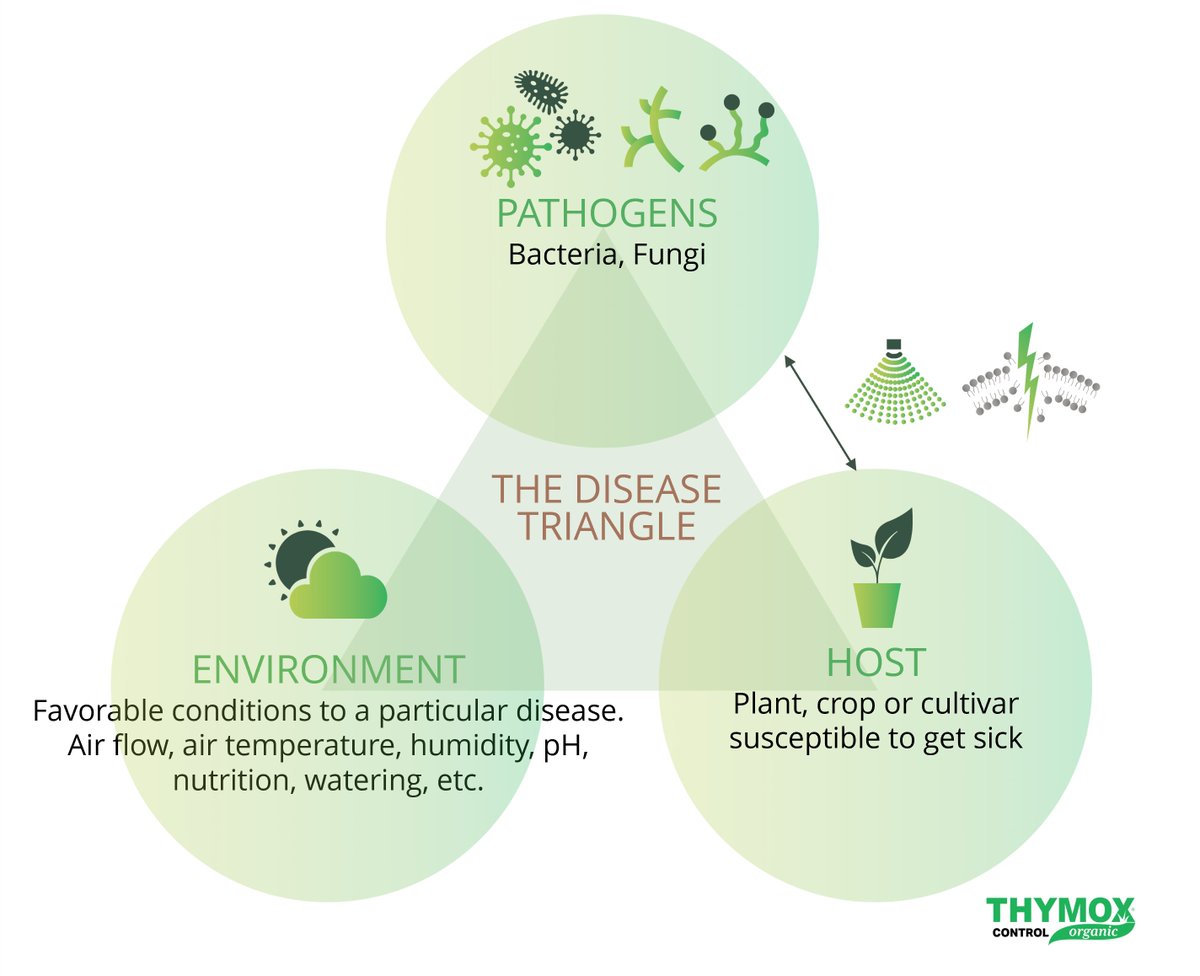 🌿Thymox biopesticide, a solution to powdery mildew, a threat to crops like wine grapes, strawberries 🍇🍓
Treatment can be done preventively or curatively when the infection is declared. 
thymox.com/news/powdery-m…