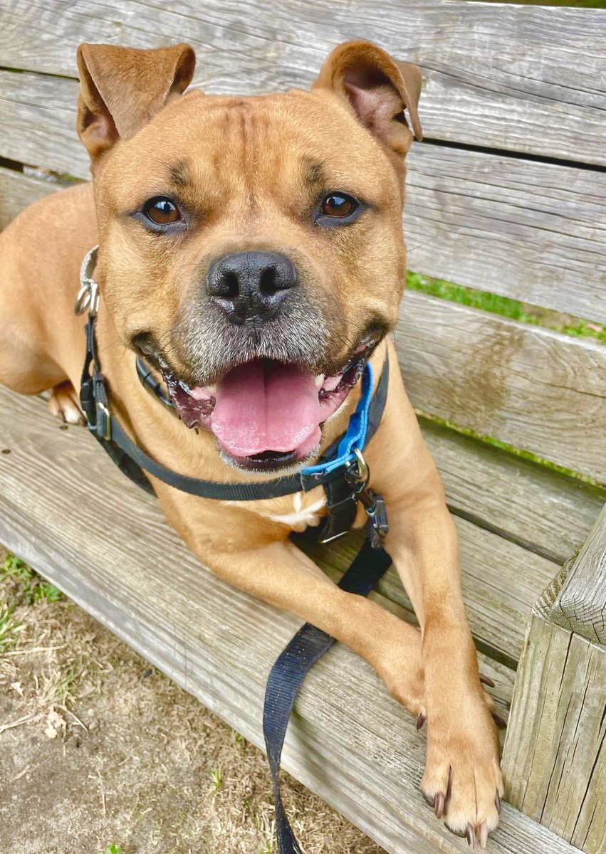 HUNKtober is happening thanks to Roscoe 😍

Learn about this gentle giant: bit.ly/3aVpERT