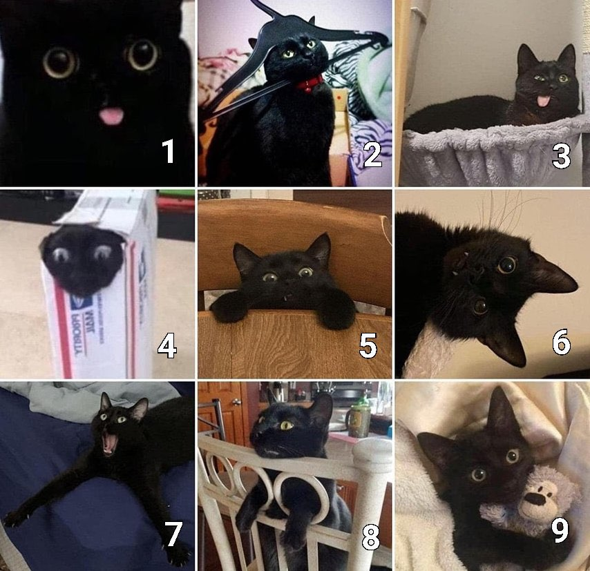 TweetsOfCats's tweet photo. Which cat are you today?

I'm number 3. https://t.co/AN9VgXjXqT