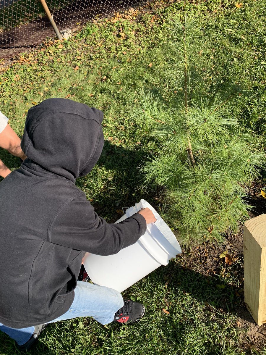 5th grade students from Mr. Mannarinos' class have been deemed Guardians of the White Pine Peace Tree. They will be making weekly observations, journaling about the health of our tree & making sure it has plenty of H2O. @RCSDAMDA #protectourwater #planttrees #NatureBasedLearning