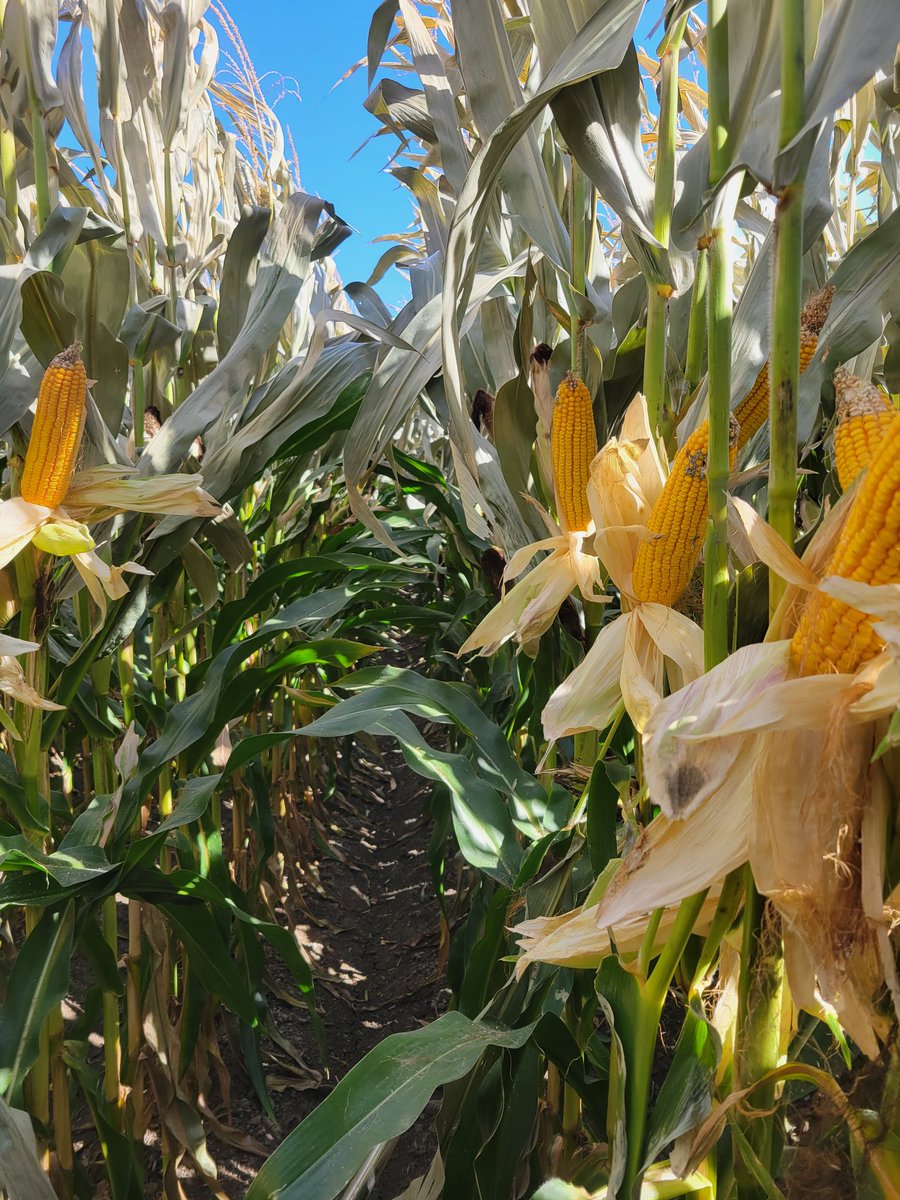 Orvin Bontrager tweet media