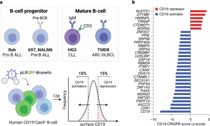 MuschenLab's tweet photo. Exciting new study by @DrMattWit and @iannisaifantis1 identified ZNF143 (positive) and NUDT21 (negative) as central regulators of CD19 surface expression in B-cell malignancies. Important implications for #CART19 therapies.
https://t.co/5psEzAA6Aw https://t.co/cb2x8onkWu