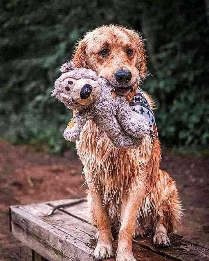 Nunca los abandones, ellos son fieles hasta en los peores momentos. 🐶