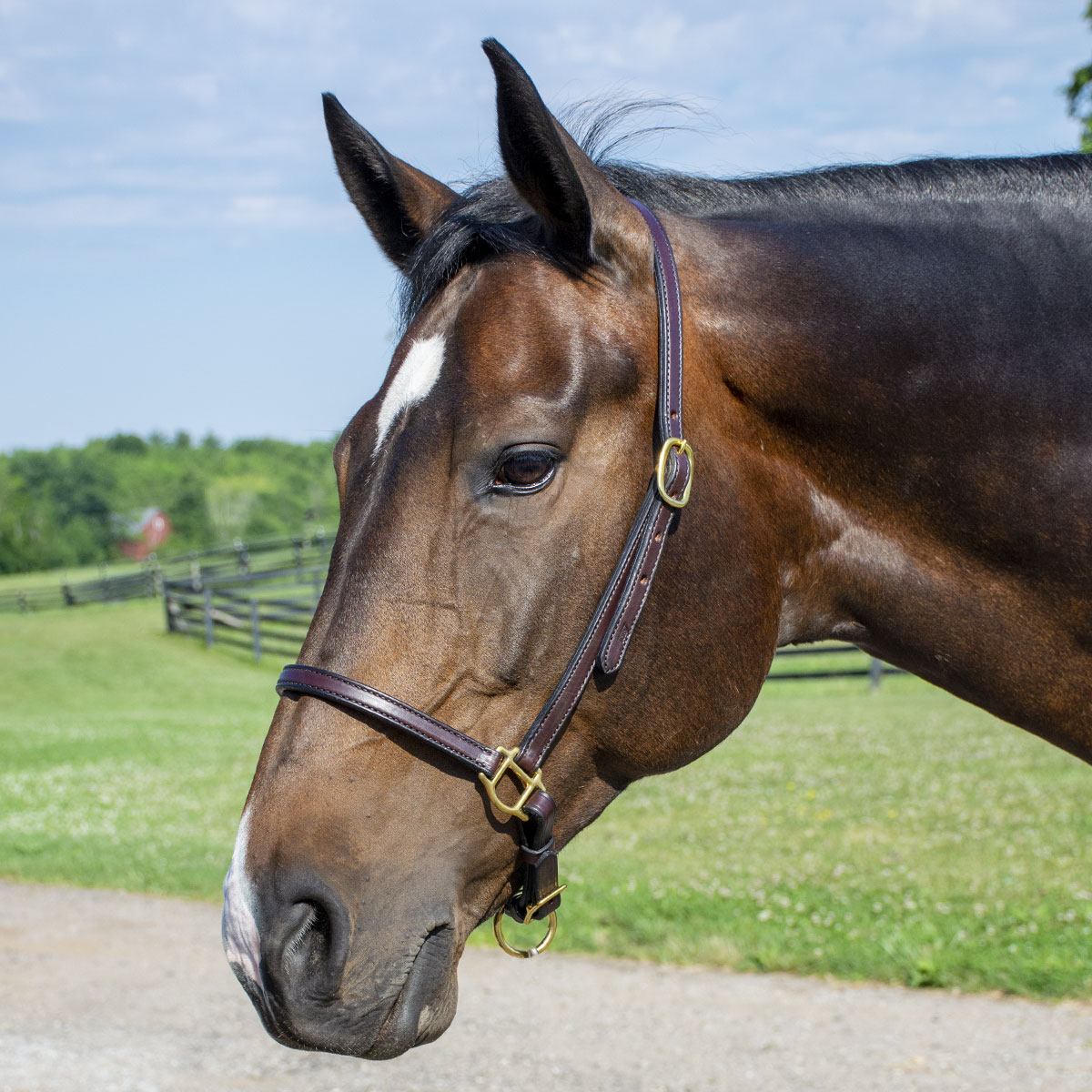 Make grooming a breeze with the Tory Leather Grooming Halter! No need to clip and unclip the throatlatch when trying to brush or clip your horse's face.  bit.ly/3CR5qqA