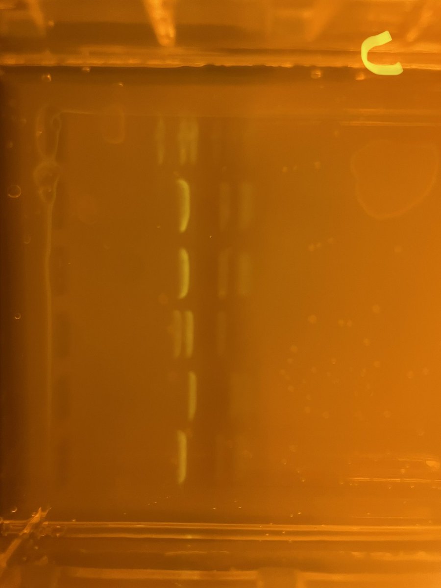 UrichHSScience's tweet photo. DNA analysis/Gel electrophoresis https://t.co/UHwKo8dnQO