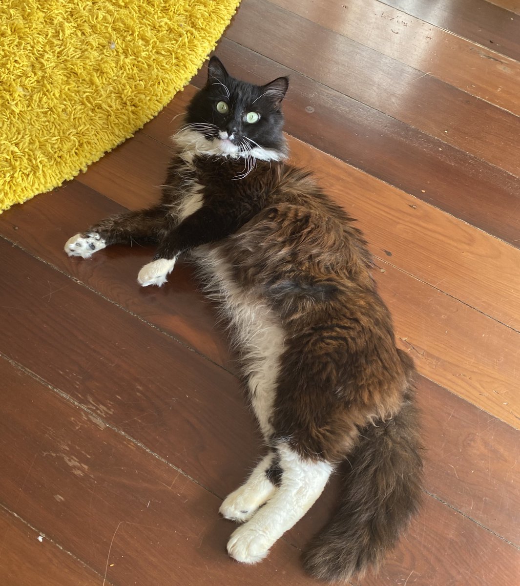 My new co worker has met all of his KPIs for the week - an excellent hire on my part.

-Meowed while I was on a call
-Walked over my keyboard 2x 
-Demanded treats while I was writing an email 
-Currently blocking my chair to ensure productivity 

#Iwork4Dell #Ialsowork4Montague