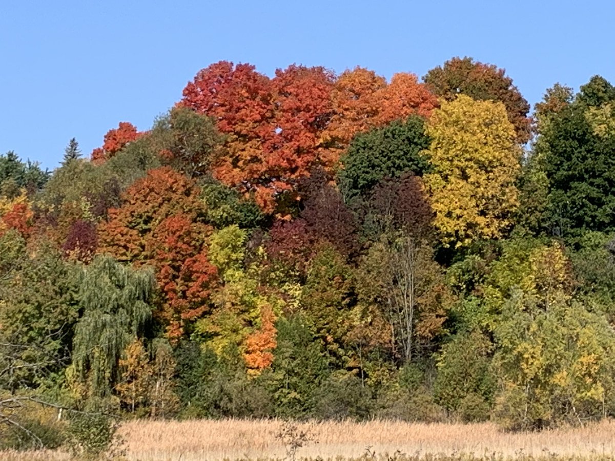 lady_jameson's tweet photo. How fortunate am I to be able to take such a beautiful walk on my lunch break? Shout out to @_HaltonHills staff for the fantastic renewal work on the boardwalk.π#fallcolours #HungryHollow #butterflywayproject #selfcare @HdsbWellness @CVC_CA https://t.co/76kvbb1Wt5