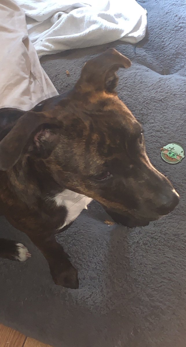 <a href="/Jayecane/">J</a> Brooo please i need essentials for my puppy