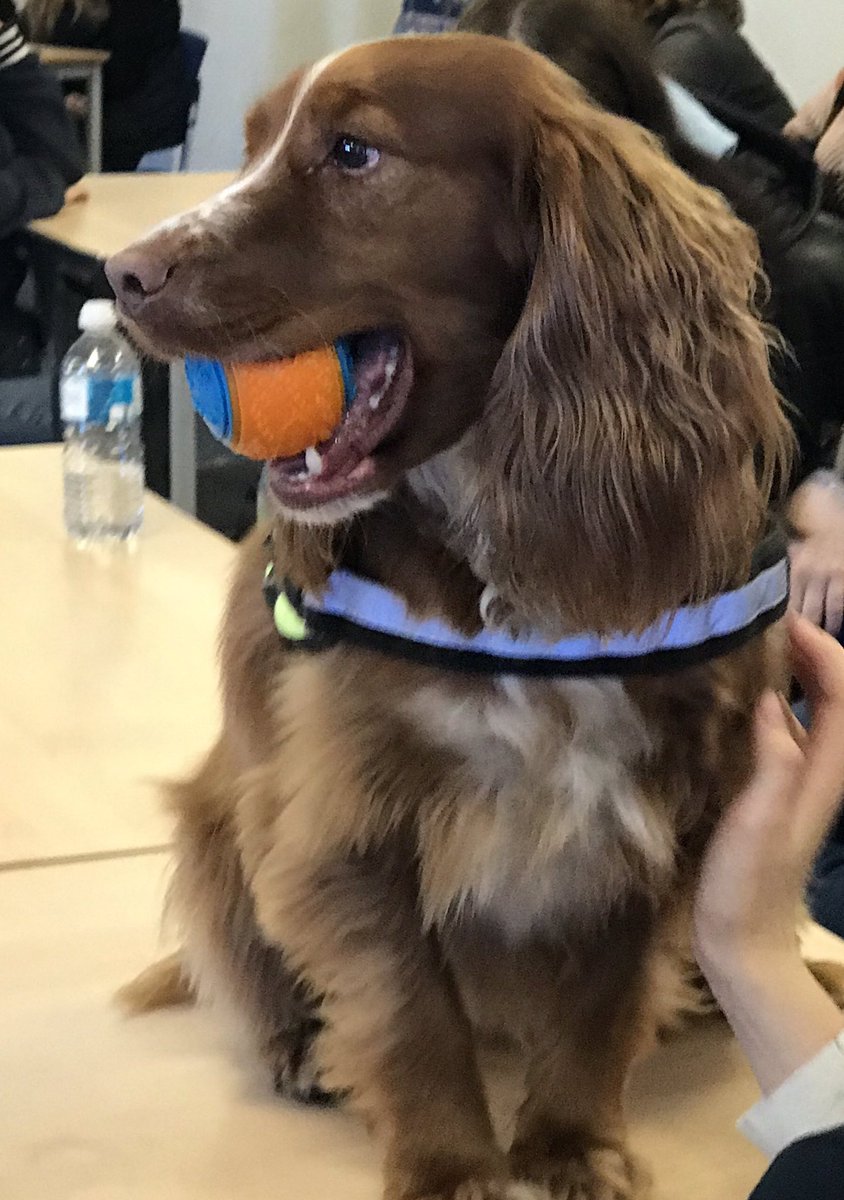Witham6thForms's tweet photo. Fanstatic day for forensic science and criminology students, with a visit form Essex county fire service and their very active service dog,who without doubt stole the show #education #essexfireservice https://t.co/50aV8x5ME7