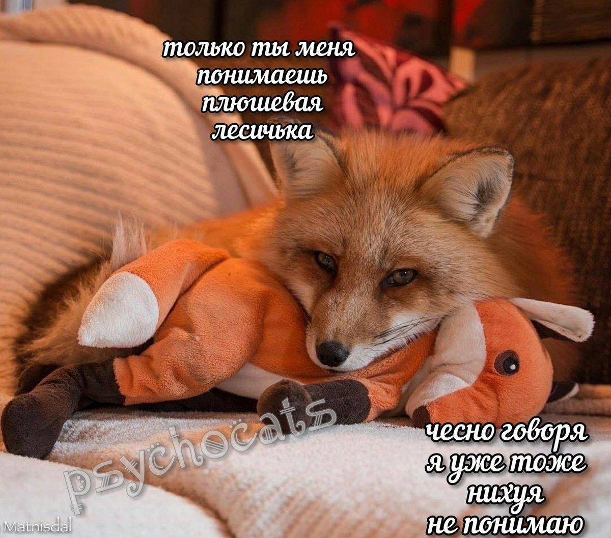 psycho__cats's tweet photo. https://t.co/z8QuuBDcnQ