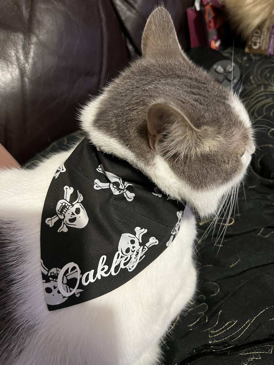 WillowFeral's tweet photo. @MrWuggums #MrWuggumsExtras #ChillTent my bruvver Oakley in his cool skull and crossbones bandana https://t.co/XBAt7MgSVm