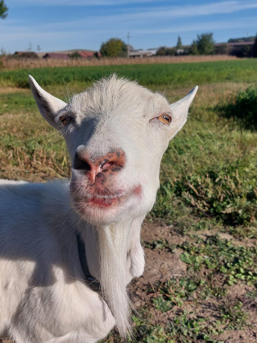 timausten's tweet photo. A goat day for landscaping! https://t.co/u3hqrxBs6v