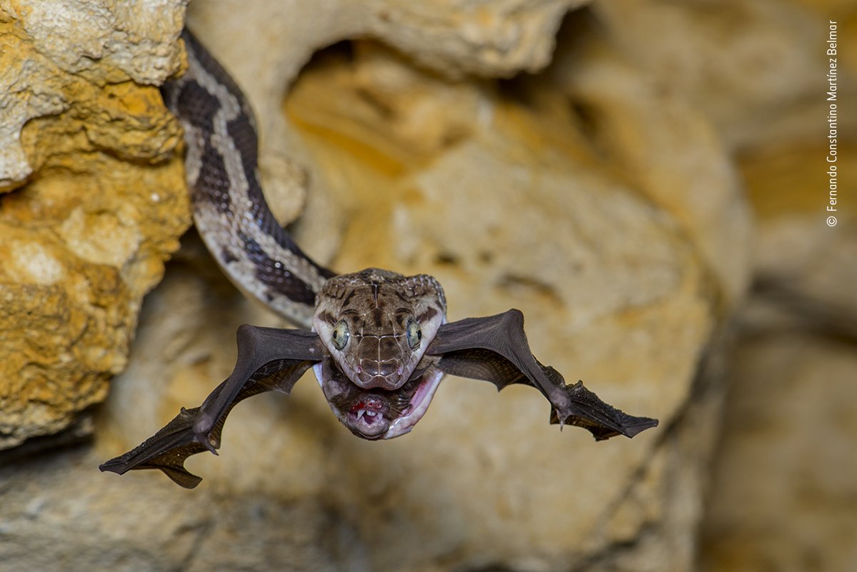 NHM_WPY tweet picture