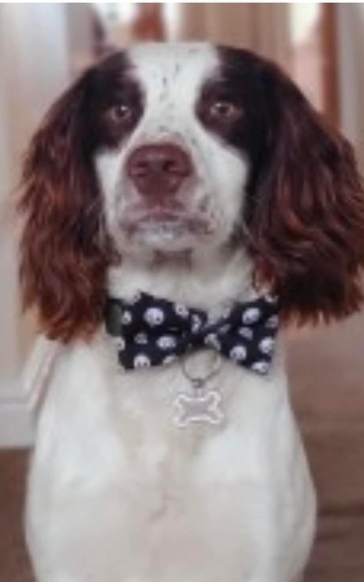rosieDoc2's tweet photo. TAKEN FROM LOCKED VEHICLE
SPENCER missing #HimleyCountryHotel #DY3 8/10/22
Male/young adult liver&white small brown dots on snout& forehead/brown ring on base of tail.
TAGGED & CHIPPED
https://t.co/zzID1GSkiW
#Dudley
@DudleyNews1 @DudleyGreenPrty @DCTLibrary @DudleyVets4Pets https://t.co/JMrMeThIgN
