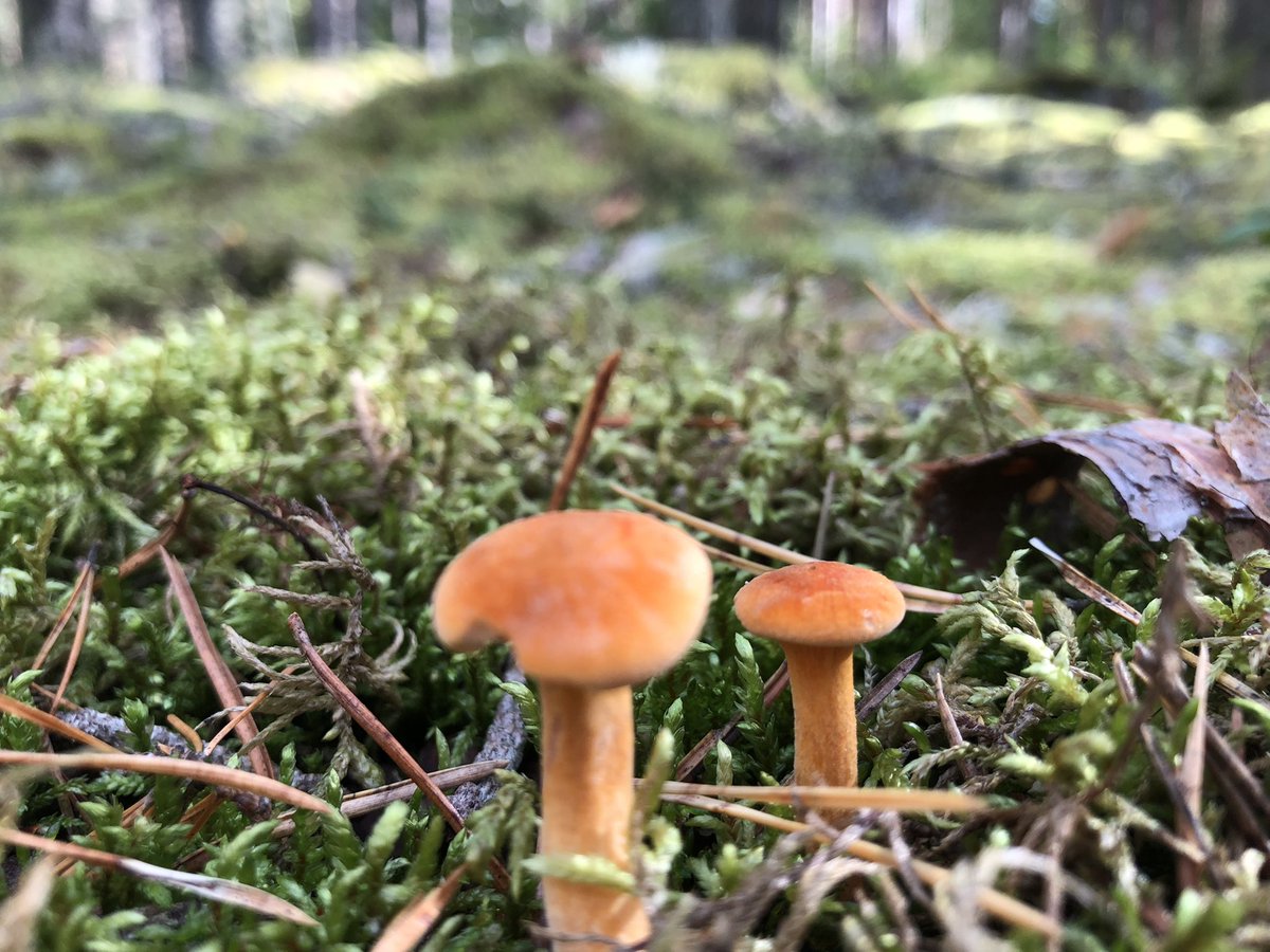 FomoFairy's tweet photo. @SuperRare @SuperRareLabs @SuperRareJohn @nftnow Forest is full of mushrooms atm 😊 https://t.co/9I2Zrj3nsn