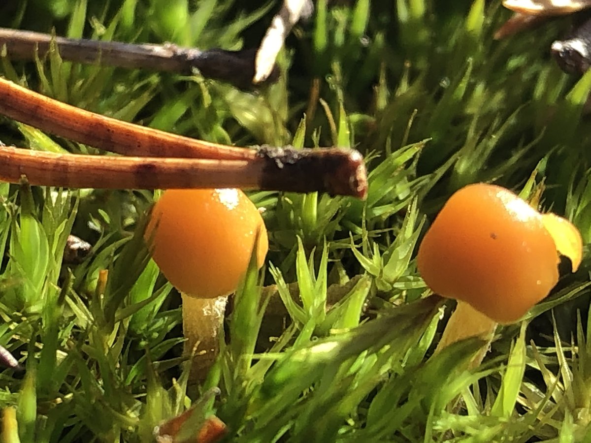 FomoFairy's tweet photo. @SuperRare @SuperRareLabs @SuperRareJohn @nftnow Forest is full of mushrooms atm 😊 https://t.co/9I2Zrj3nsn