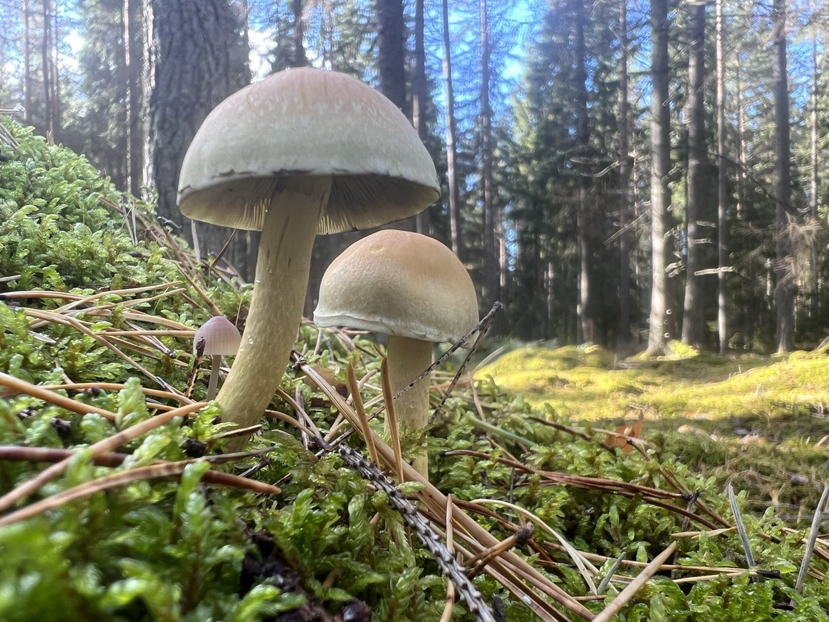 FomoFairy's tweet photo. @SuperRare @SuperRareLabs @SuperRareJohn @nftnow Forest is full of mushrooms atm 😊 https://t.co/9I2Zrj3nsn