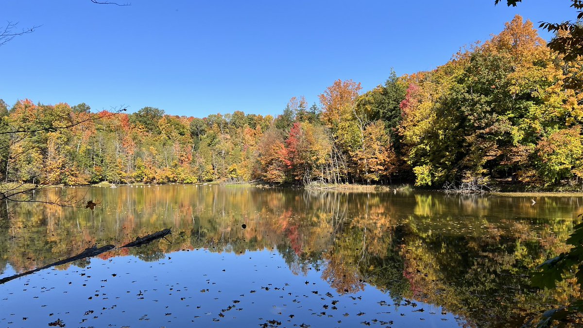 Fall color status. #MyManistee #PureMichigan 🍂🍁