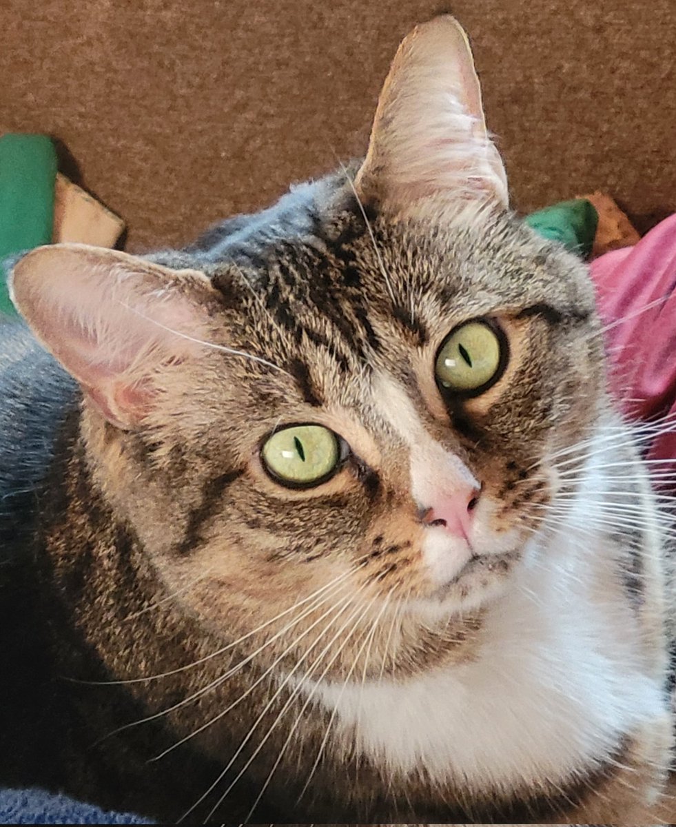 MikaTheCat tweet media