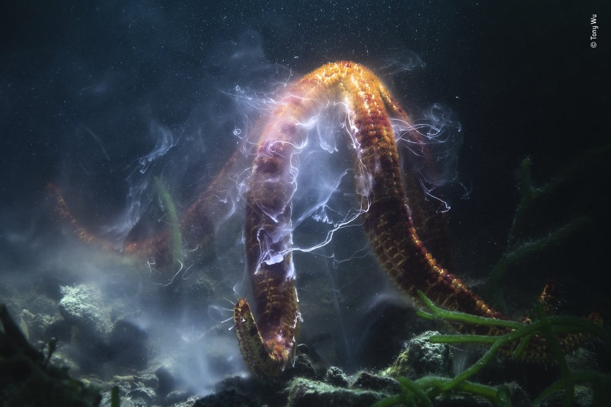 NHM_WPY's tweet photo. Tony Wu, USA/Japan is the winner of our Under Water category for his image of the electrifying reproductive dance of a giant sea star. 

As the surrounding water filled with sperm and eggs from spawning sea stars, Tony faced several challenges to capture this moment. #WPY58 https://t.co/hrajpVAAqO