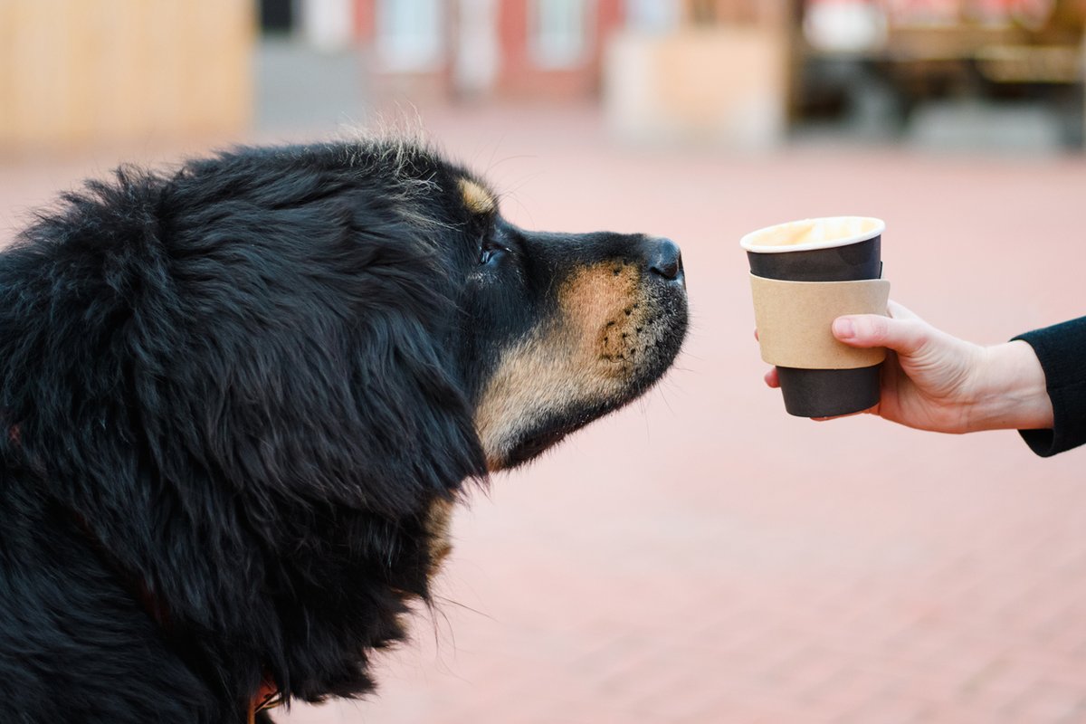 Join us for Primal Pumpkin Spice Puppuccinos in-stores this weekend. All locations, this Saturday and Sunday from 10 am - 2 pm. 🍂 🎃 🐾  

Find your local store location here: bit.ly/3AX5VhY