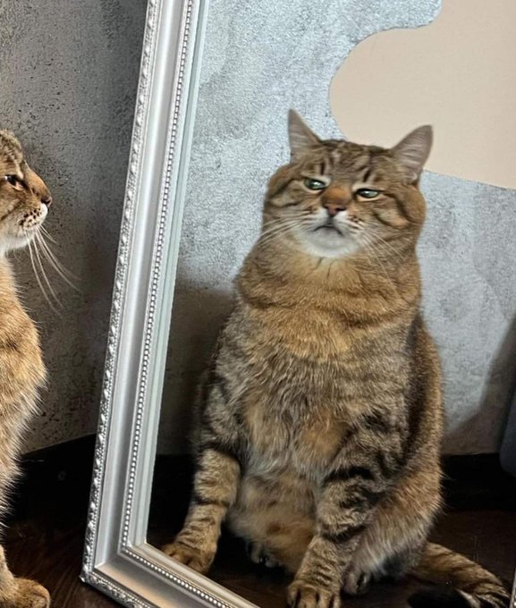 elcosodelapizza's tweet photo. Yo: Por qué nadie se acercará a hablarme?
Mi cara 24/7: https://t.co/MYFjMO6coM