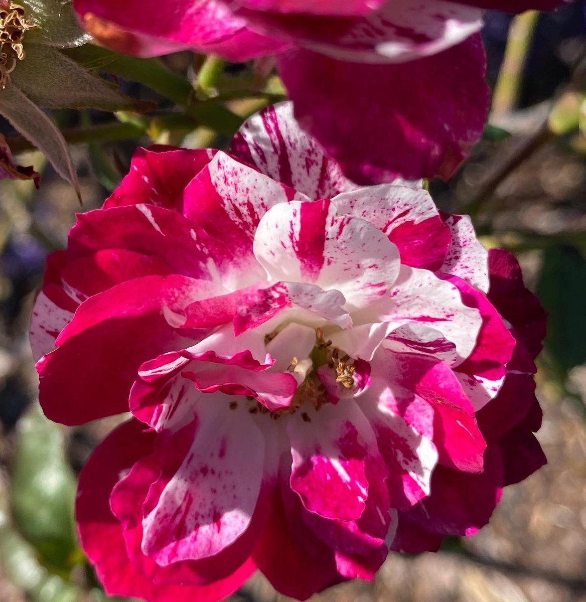 LisasPointofVi1's tweet photo. October blooms at @lewisginter in @VisitRichmond from #LisasPointofView . https://t.co/3NzZffL6Zl