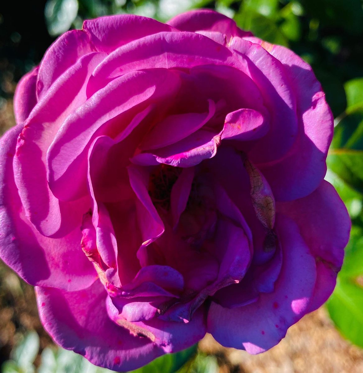 LisasPointofVi1's tweet photo. October blooms at @lewisginter in @VisitRichmond from #LisasPointofView . https://t.co/3NzZffL6Zl