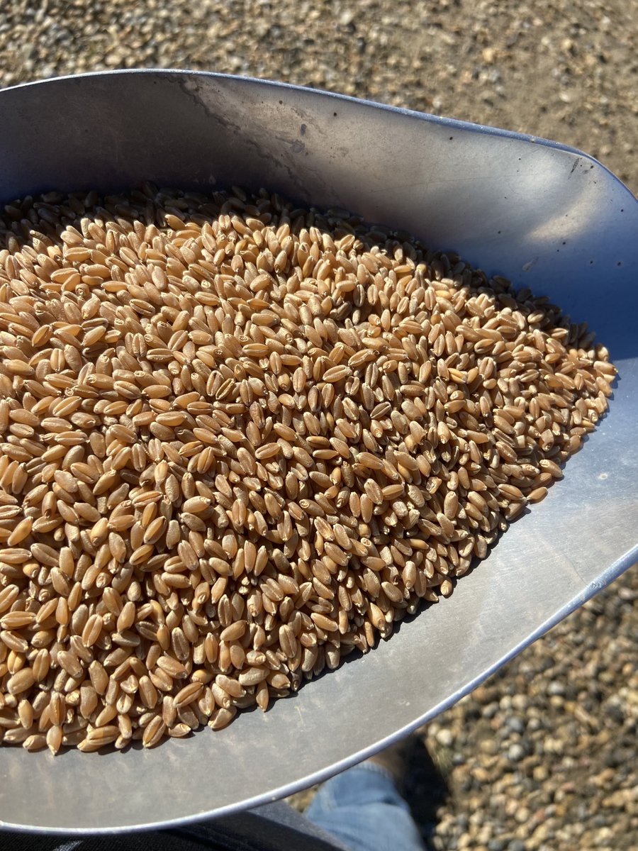 A brand shiny new CPS variety from ⁦<a href="/AllianceSeed/">Alliance Seed</a>⁩ this year.  AAC Perform!  It lived up to its name, it was our top variety this year.  Something cool to look forward to for 2024! ⁦<a href="/AllianceJodeeK/">Jodee Karlowsky</a>⁩ ⁦<a href="/KarlOesch/">Karlene Yakemchuk, PAg, CCA</a>⁩
