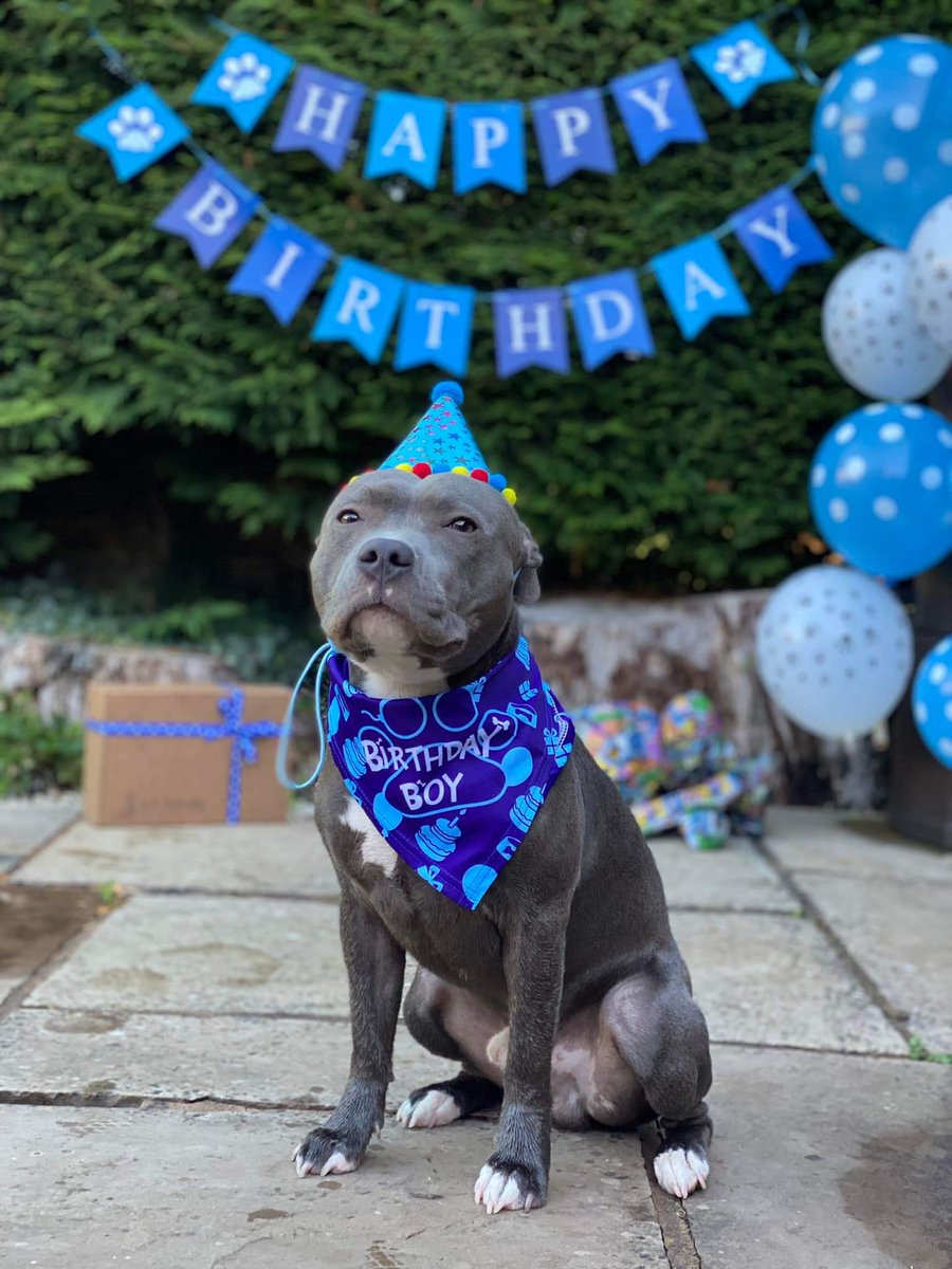 Reece92David's tweet photo. Amazing trip to Shropshire these past few days. Celebrated Korvus' first birthday with plenty of walks. https://t.co/S9IAT4TNLe