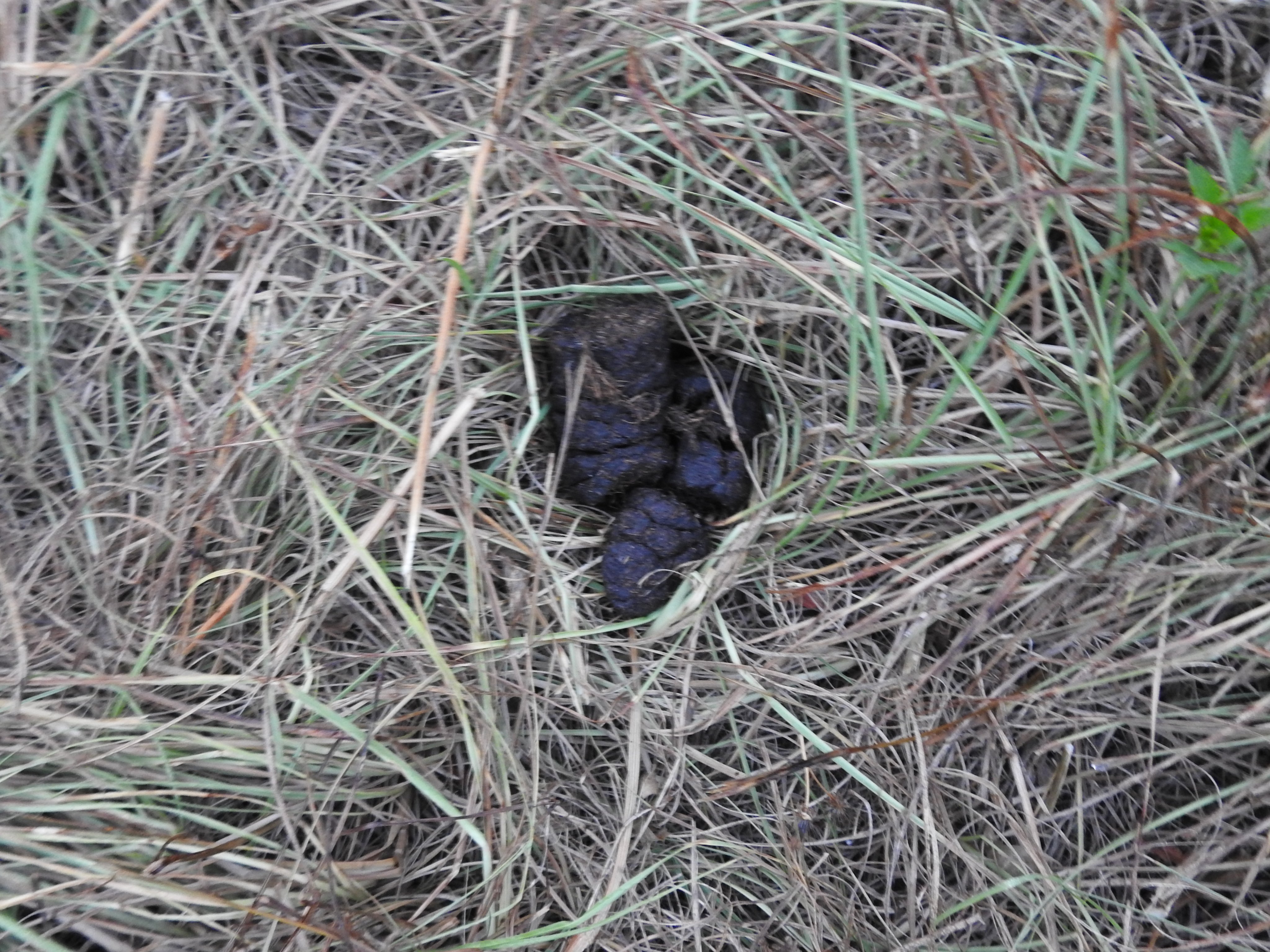 jeff-vandermeer-on-twitter-scatologists-what-be-these-poops-i