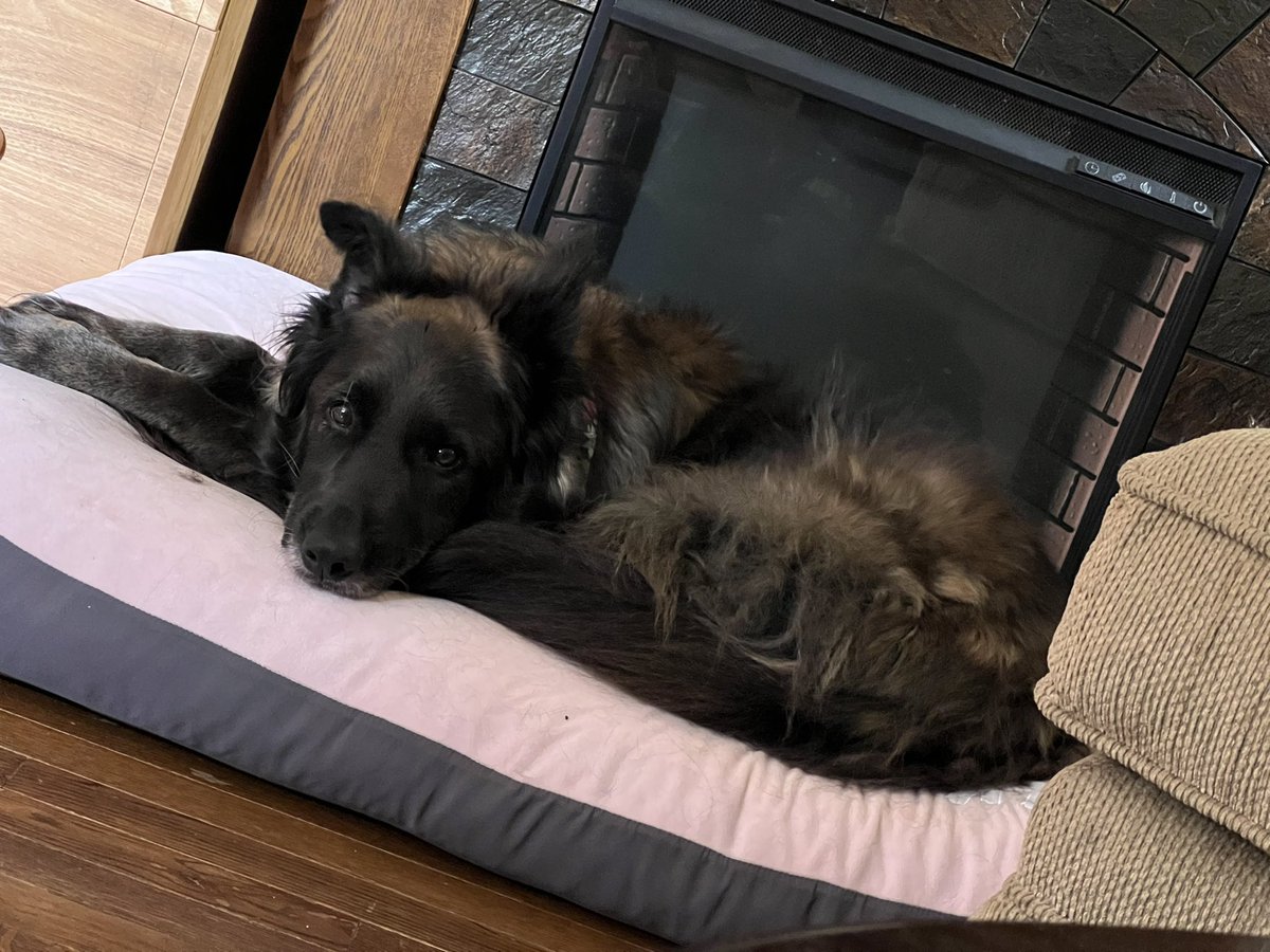 Melissa Hill Dees tweet media