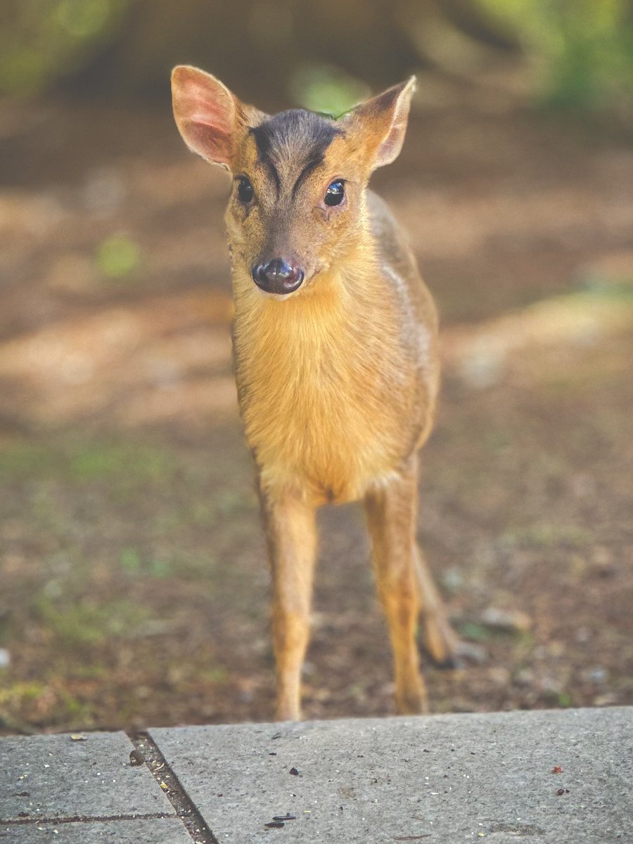 Can we appreciate this lil baby Muntjac? 🥹
#NaturePhotography #mycp