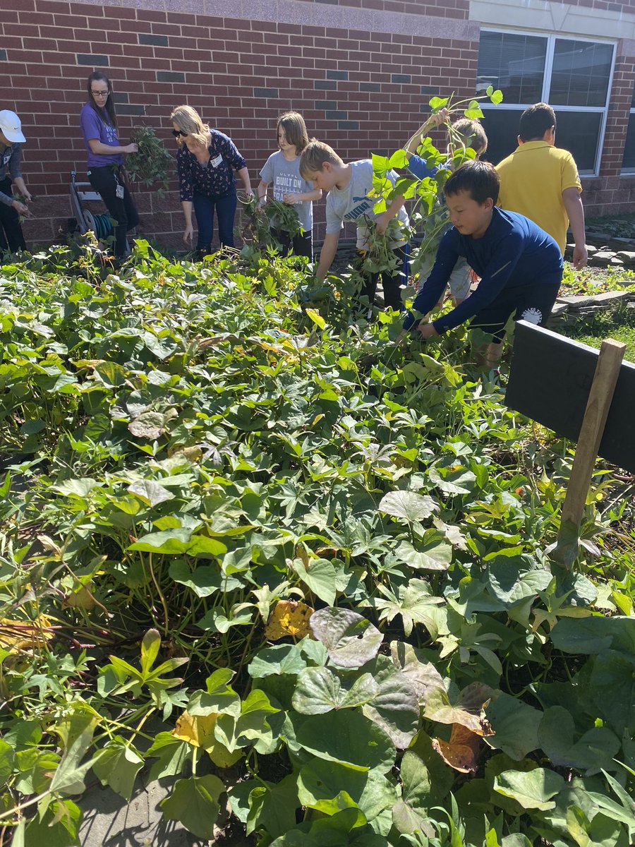 fhrgardenlab's tweet photo. Today in the @FHRRavens1 #gardenlab, Mrs. Miller’s 3rd grade class harvested four varieties of sweet potatoes! Wowza! Stay tuned for Thursday when Ms. Rose and the superstar cafeteria team cook up these school grown sweet potatoes for all FHR students to taste! #FHRES23 https://t.co/ZKvI0VhPYo