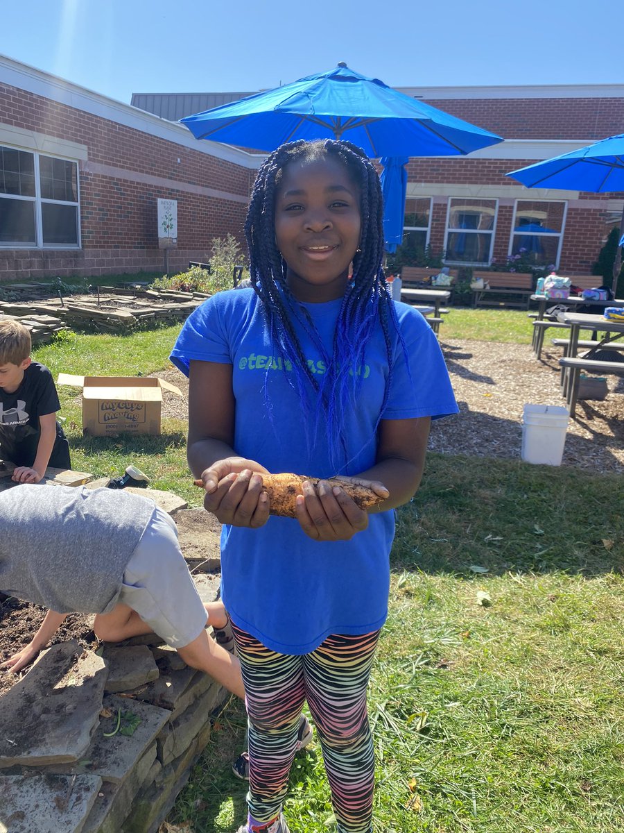 fhrgardenlab's tweet photo. Today in the @FHRRavens1 #gardenlab, Mrs. Miller’s 3rd grade class harvested four varieties of sweet potatoes! Wowza! Stay tuned for Thursday when Ms. Rose and the superstar cafeteria team cook up these school grown sweet potatoes for all FHR students to taste! #FHRES23 https://t.co/ZKvI0VhPYo