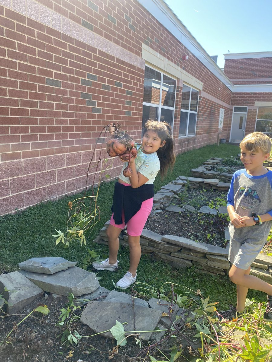 fhrgardenlab's tweet photo. Today in the @FHRRavens1 #gardenlab, Mrs. Miller’s 3rd grade class harvested four varieties of sweet potatoes! Wowza! Stay tuned for Thursday when Ms. Rose and the superstar cafeteria team cook up these school grown sweet potatoes for all FHR students to taste! #FHRES23 https://t.co/ZKvI0VhPYo