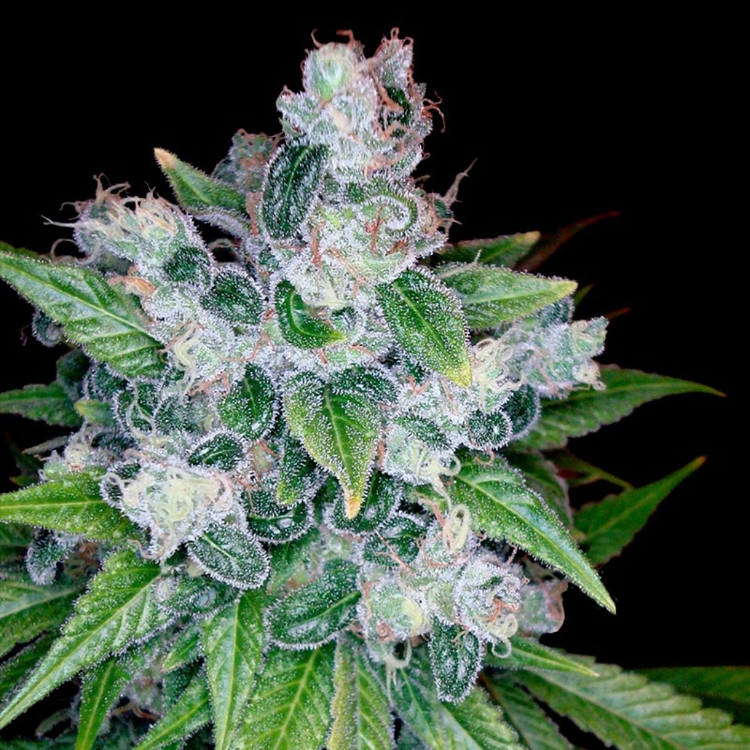 utmmj_org's tweet photo. Trick or treat yo' self to some Kandy Kush! Stacked with limonene &amp; myrcene, this hybrid strain is known to give legendary munchies making your favorite fall treats totally eerie-sistible. 🍬 https://t.co/9buZplcRAK