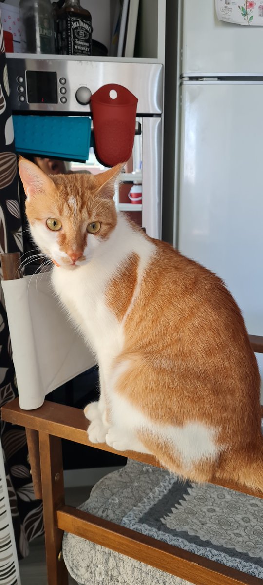 Buyaya otuyabiydiyim sürece mama rejimi yoktuy hep yaş mama, hep yaş mama yuppppi