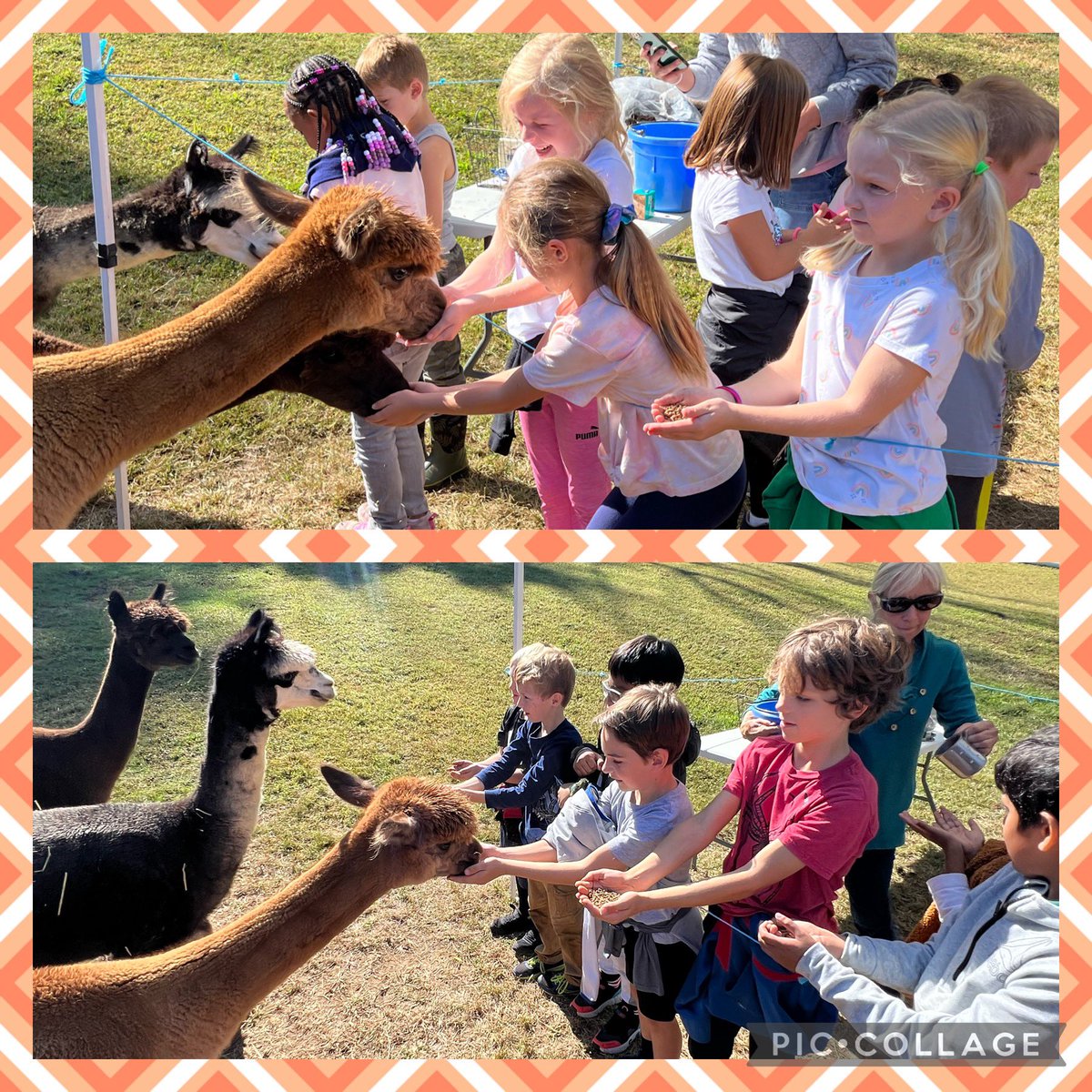 A fun field trip at Trotter Hill Alpaca Farm— Spinning alpaca fleece, making a craft from alpaca material, making soap, feeding the alpacas, and more!! Love seeing life cycles and agriculture right in our West Chester community!🦙☀️ <a href="/FernHillES/">Jenni Southmayd</a>