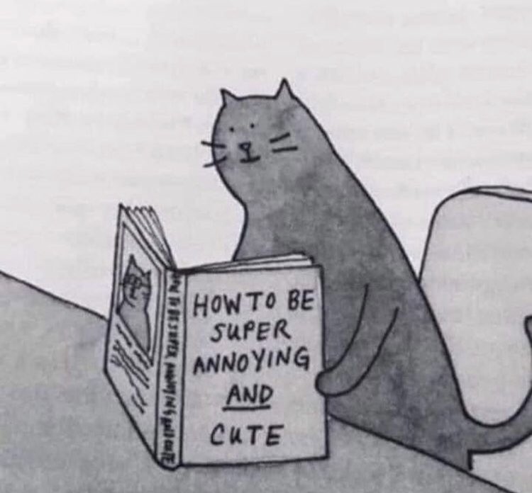 I’m feline this