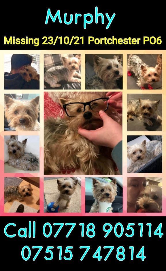 rejannealb's tweet photo. @Charlie1series1 @colliesontherun @TinaTowers3 @rosiedoc666 I'm so sorry for you Charlotte. We are all here for you &amp; Murphy. #NeverGiveUpHope 
#stillmissing #Murphy https://t.co/DaT0lZS4ox