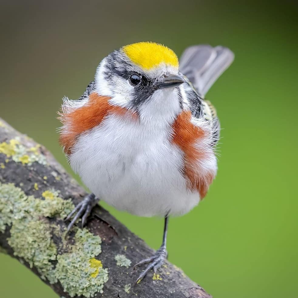 Chestnut-sided Warbler  🐦
📸 harnettd