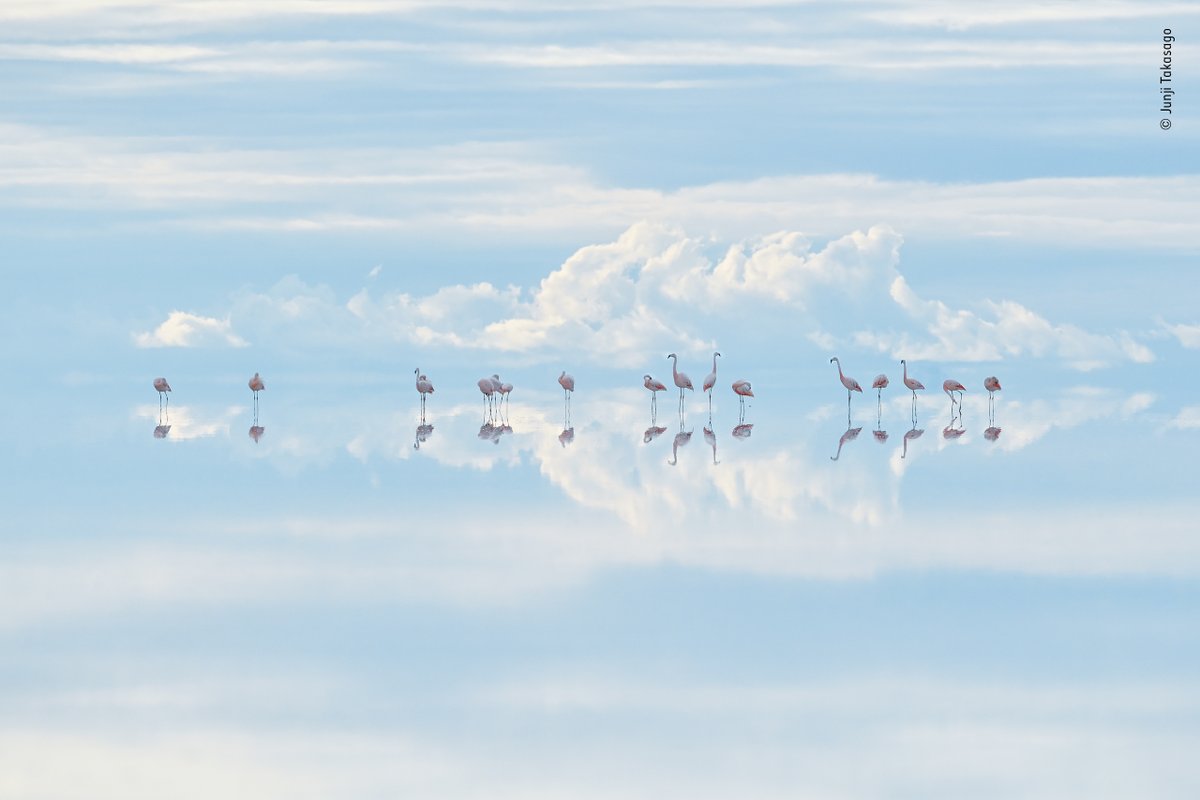 Congratulations to Junji Takasago (Japan), our winner of the Natural Artistry category. 

Framing the choreography of a preening group of Chilean flamingos within the reflected clouds, he fought back his altitude sickness to capture this dream-like scene. #WPY58