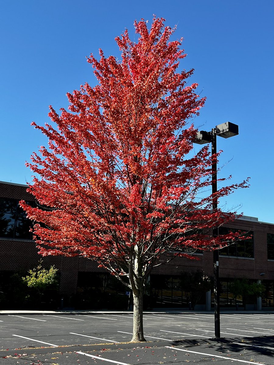 David Singer tweet media