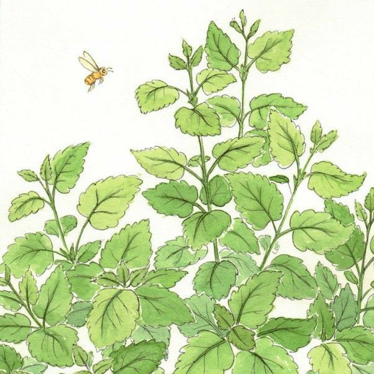 greenstudy's tweet image. oi eu sou a lui!! nova no #studytwt +#studytwtbr! 

 looking for moots&amp;lt;3

about me:

❋ 2007 | esfp-t
❋ ela/dela/she/her | pt-br/eng
❋ 1 ano do ensino médio 
❋ future mediciner 
❋ likes: musica, kpop, livros, história, italia, arte, morangos e natureza

↻/♡ para moots