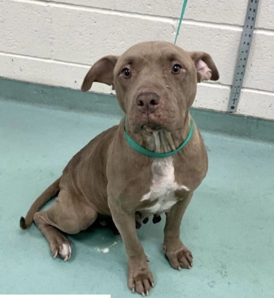 reddogsusie's tweet photo. #TN #MEMPHIS
🆘🆘OWNER SURRENDER CocoSugar 8yo Senior surrendered (due to owner moving)with bf Kane #MASA16977 who is CODE RED Sugar has obviously had pups, now dumped & in need of a TLC home. Pls #ADOPT #PLEDGE #RESCUE #FOSTER #MASA16986
https://t.co/juCycibxUQ https://t.co/S3s7MLBf9i