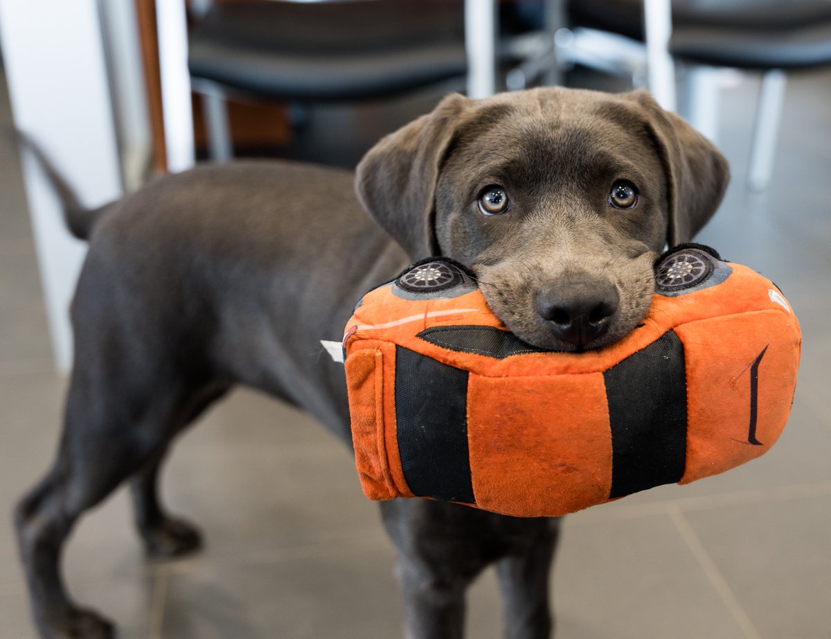 #LundgrenSubaru Loves Pets! We're so excited to be donating $100 to <a href="/centersecond/">Second Chance Animal Center</a> for every pet adopted in the month of October! Check out our virtual adoption page today: bit.ly/3SS4WWw #SubaruLovesPets