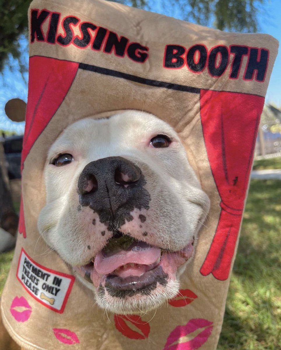 dog_rates's tweet image. This is Hercules. He knows it's not Halloween yet, but every day can be Halloween when your costume is this good. 14/10